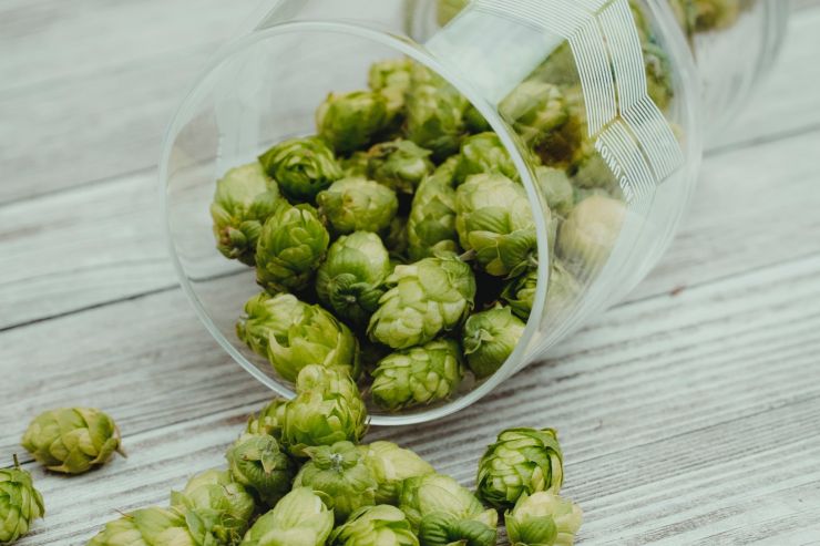 NZ Hops запускает программу тестирования новых сортов хмеля