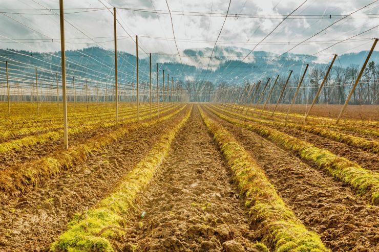 Урожай німецького хмелю скоротиться на 20% у 2022 році
