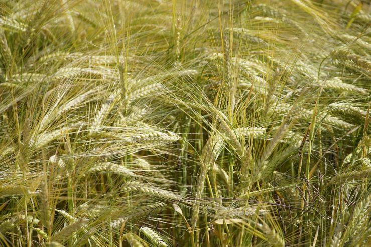 Carlsberg разработала технологию сверхбыстрой селекции зерновых культур