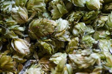 Hop Products Australia подвоїть потужності з виробництва хмелю