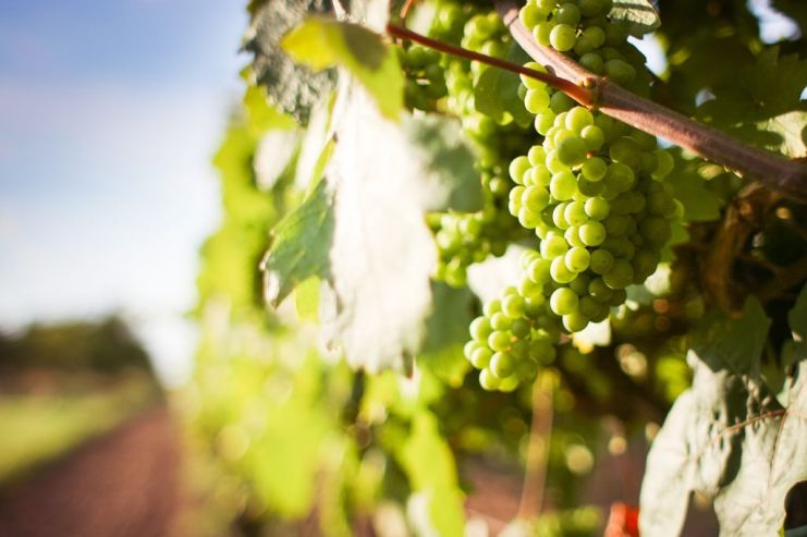 В Італії проведуть конкурс виноградного елю