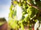 В Италии проведут конкурс виноградного эля